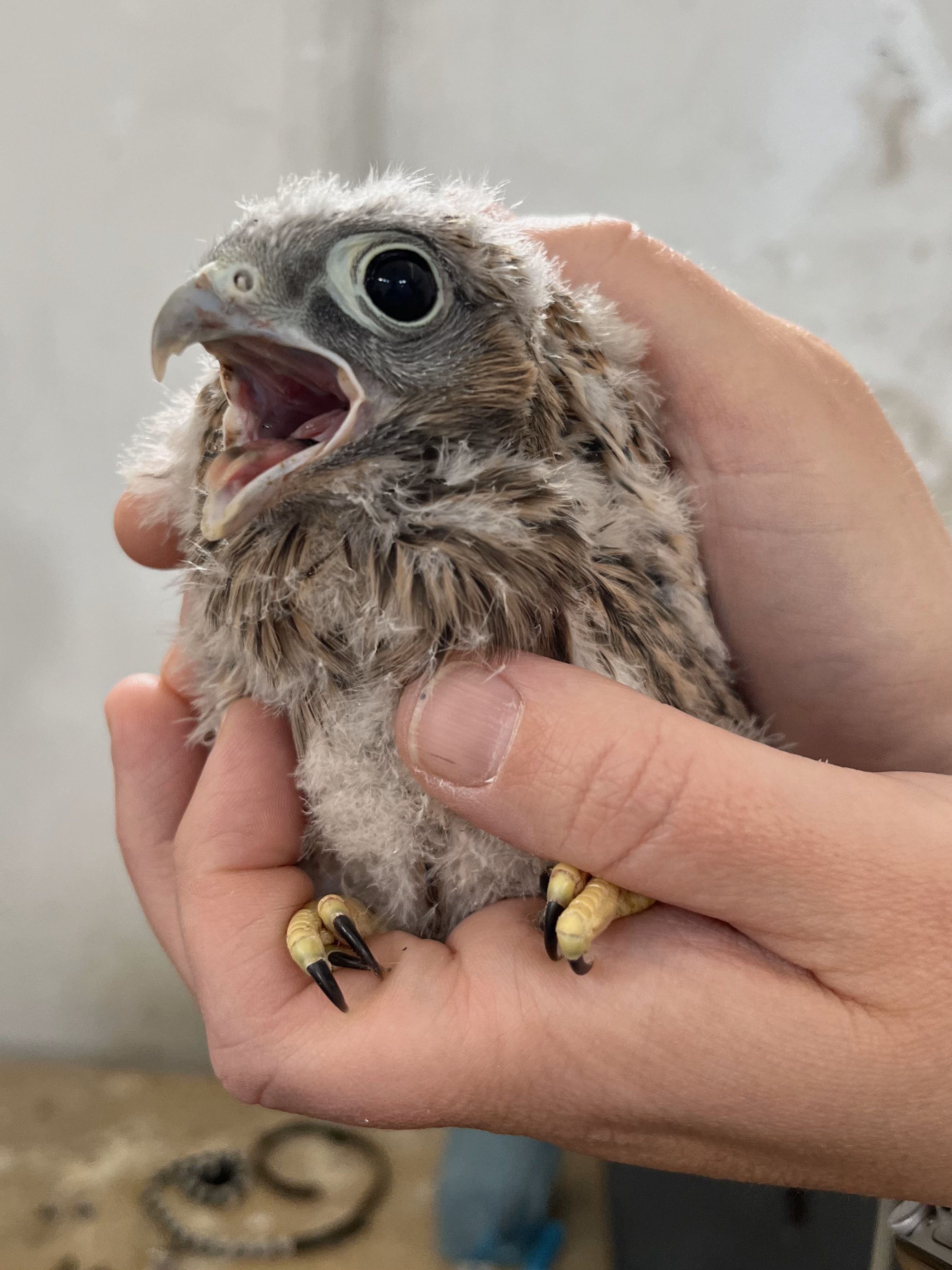 Ein Jungfalke zeigt sich von der schönsten Seite