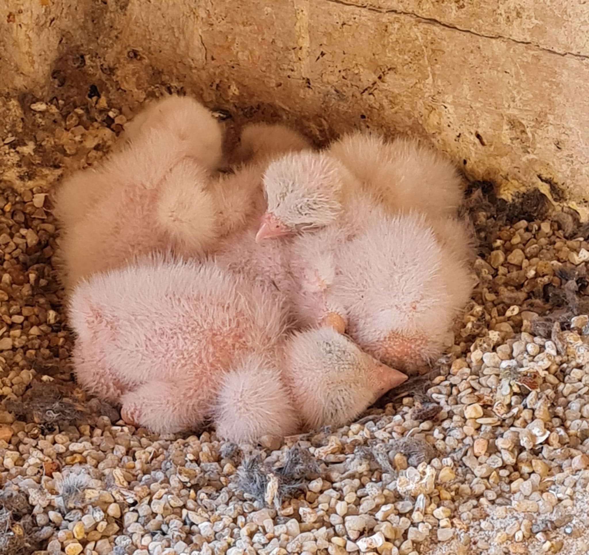 Mindestens fünf Falkenküken beim Gruppenkuscheln